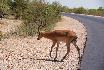 02 gazelle.jpg